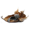 Load image into Gallery viewer, Leaf Bracelet