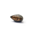 Load image into Gallery viewer, Lodalite Rings
